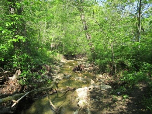 A serene creek flows through a lush green forest, surrounded by trees and vibrant foliage.