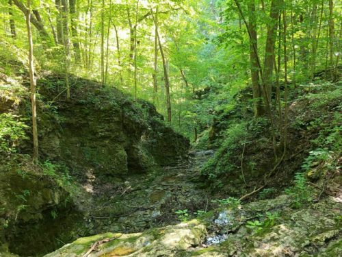A serene forest scene with lush green trees and a rocky creek bed surrounded by steep, moss-covered banks.