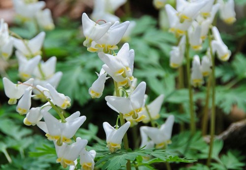 A cluster of delicate white flowers with yellow accents, surrounded by lush green foliage.