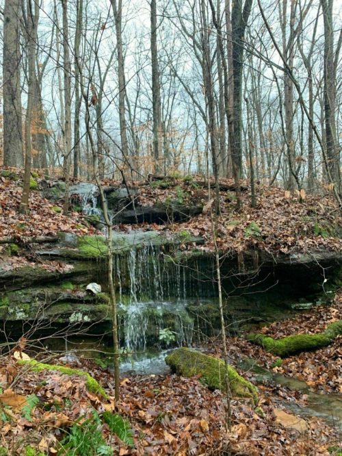 A serene forest scene featuring a small waterfall cascading over rocks, surrounded by trees and fallen leaves.