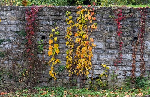 A stone wall covered with colorful climbing vines in shades of green, yellow, and red.