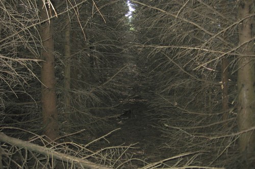 A dense forest with tall, bare trees creating a dark, narrow pathway through the underbrush.