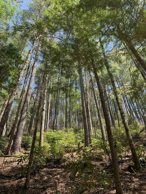 Tall trees rise towards a clear blue sky, surrounded by lush greenery in a serene forest setting.