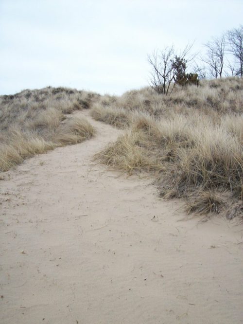 A sandy path winds through tall grass and dunes under a cloudy sky.