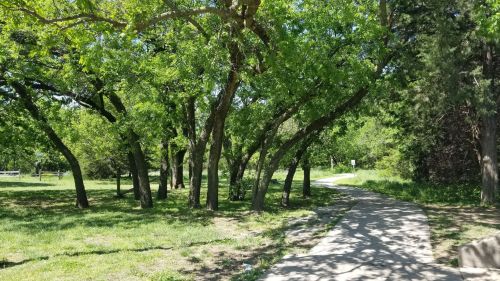 A sunny path winding through a lush green park with trees on either side.