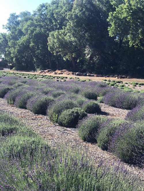 A field of blooming lavender plants with lush green trees in the background under bright sunlight.