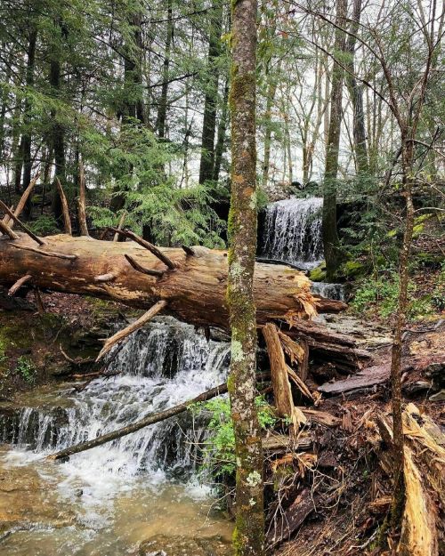 A serene forest scene featuring a small waterfall cascading over rocks, surrounded by trees and fallen logs.