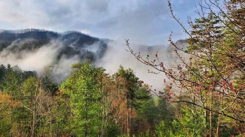 Mist rolls over lush green trees and mountains, creating a serene, foggy landscape.