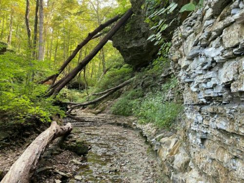 A serene forest scene with rocky cliffs, fallen trees, and a dry creek bed surrounded by lush greenery.