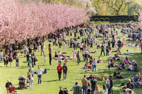 A vibrant park filled with people enjoying a sunny day among blooming cherry blossom trees. Families and friends gather on the grass.