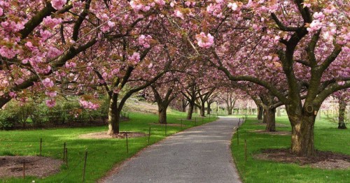 A serene pathway lined with blooming pink cherry blossom trees, surrounded by lush green grass.
