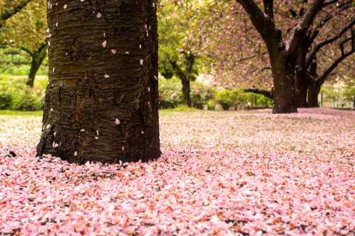 A tree trunk surrounded by a carpet of pink cherry blossom petals in a serene park setting.