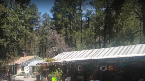 A rustic building surrounded by tall trees, with colorful signs and a sunny atmosphere.
