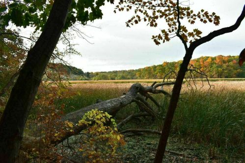 A serene landscape featuring a fallen tree, tall grasses, and autumn foliage by a calm body of water.