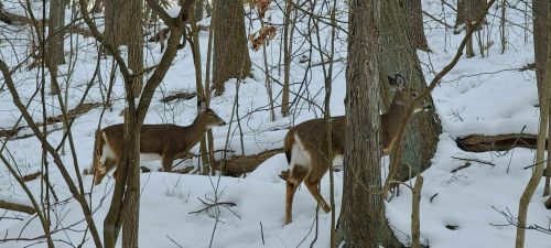 Two deer in a snowy forest, surrounded by trees and underbrush.