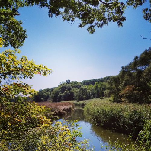 A serene landscape featuring a calm river surrounded by lush greenery and trees under a clear blue sky.