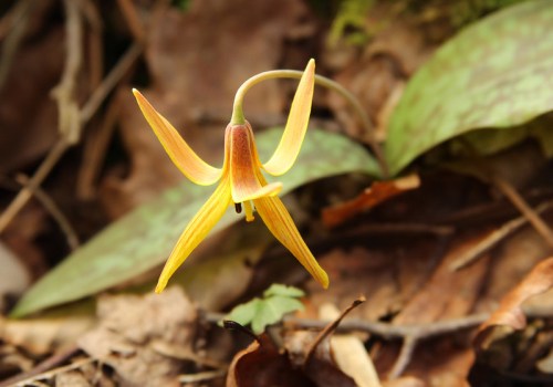 A delicate yellow and orange flower with elongated petals, surrounded by green leaves and fallen leaves on the ground.