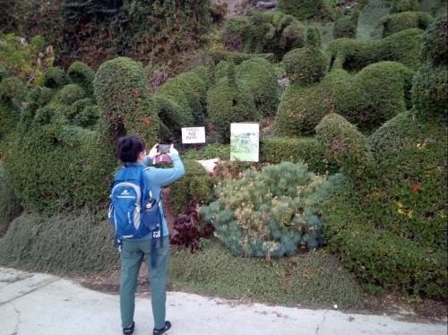 A person with a backpack takes a photo of a lush, sculpted hedge with a sign that reads "No Entry."