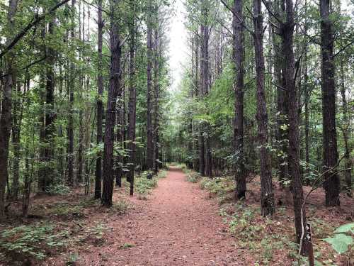 A serene forest path lined with tall trees, surrounded by lush greenery and a carpet of pine needles.