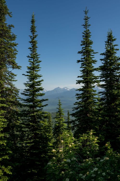 A scenic view of tall evergreen trees framing distant mountains under a clear blue sky.
