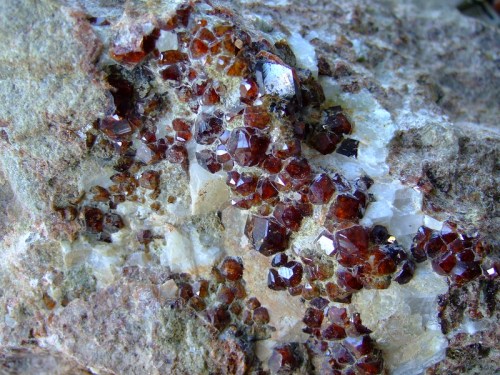Close-up of a rocky surface embedded with shiny, reddish-brown garnet crystals among lighter mineral formations.