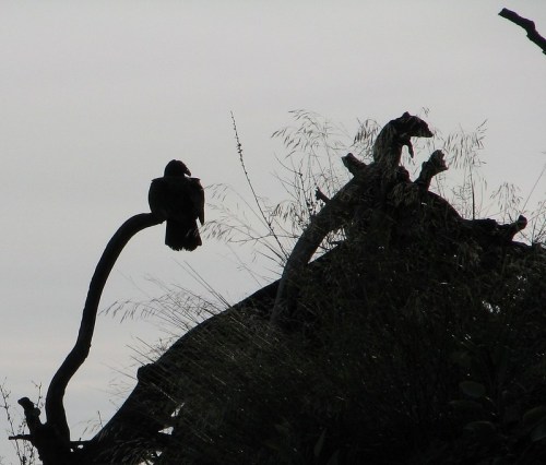 Silhouette of a bird perched on a branch, with a backdrop of trees and a cloudy sky.