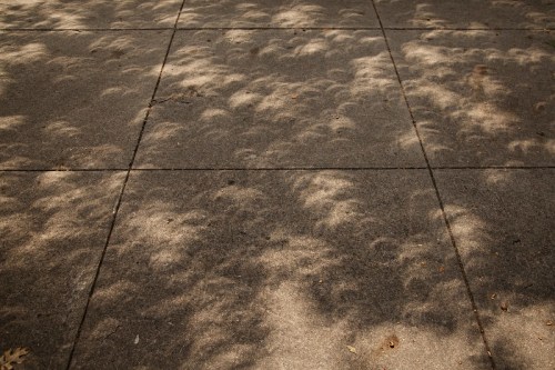 Shadows of leaves cast on a concrete surface, creating a dappled pattern of light and dark.