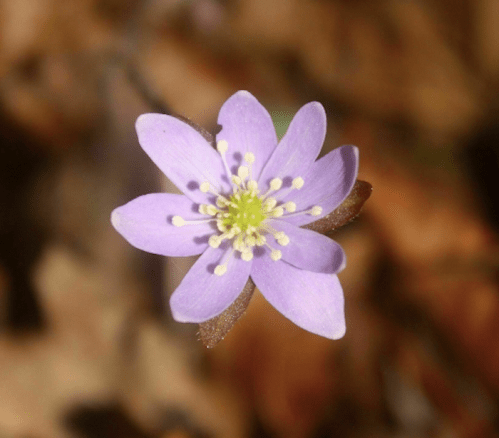A close-up of a delicate purple flower with white stamens, set against a blurred brown background of leaves.