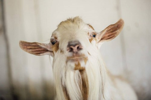 Close-up of a goat with a long beard, looking directly at the camera with a curious expression.