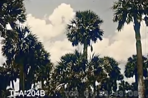 A vintage image of tall palm trees against a cloudy sky, with a retro film frame at the bottom.
