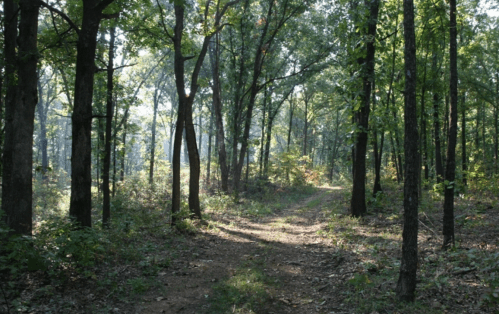 A serene forest scene with tall trees and a winding dirt path illuminated by soft sunlight.