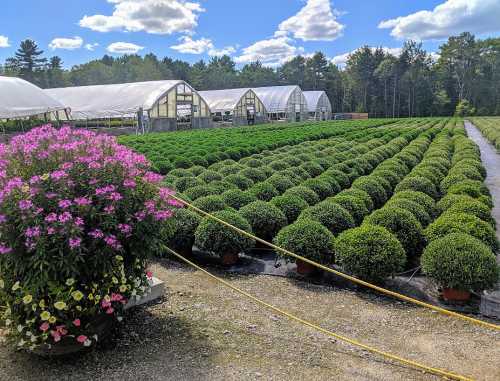 A vibrant greenhouse with rows of neatly trimmed round shrubs and colorful flowers in pots under a blue sky.