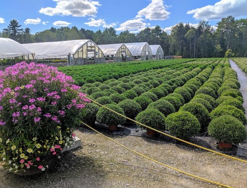 A vibrant greenhouse with rows of neatly trimmed round shrubs and colorful flowers in pots under a blue sky.