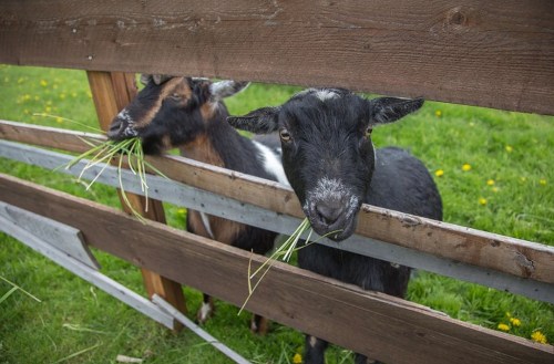 Two goats peeking through a wooden fence, munching on grass in a green field.