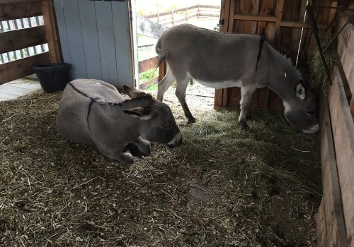 Two donkeys in a barn, one sitting on the straw floor and the other standing and eating hay.