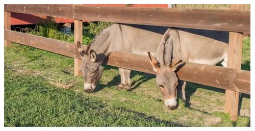 Two donkeys peering through a wooden fence in a grassy area.