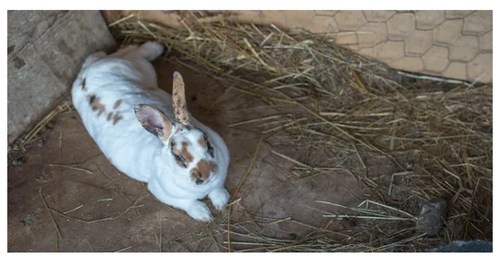 A white rabbit with brown spots resting on the ground in a straw-filled enclosure.