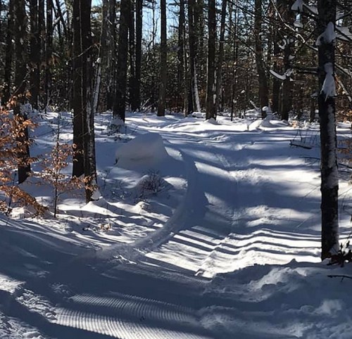 A snowy forest path with trees on either side, sunlight casting shadows on the snow-covered ground.