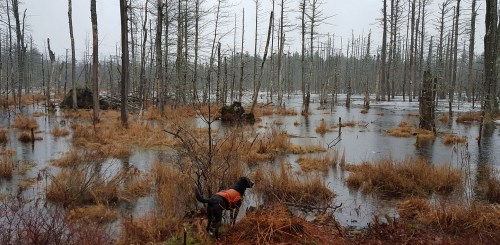 A dog in an orange vest stands near a flooded forest with bare trees and tall grasses under a gray sky.