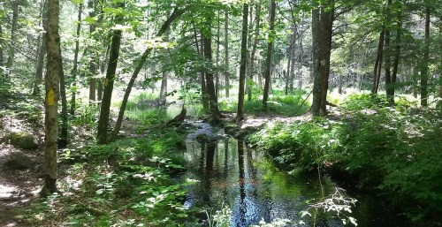 A serene forest scene with a small, reflective stream surrounded by lush greenery and tall trees.