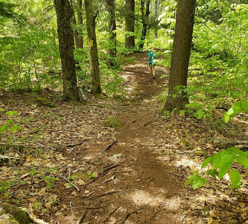 A person walks along a winding dirt path through a lush, green forest filled with trees and foliage.