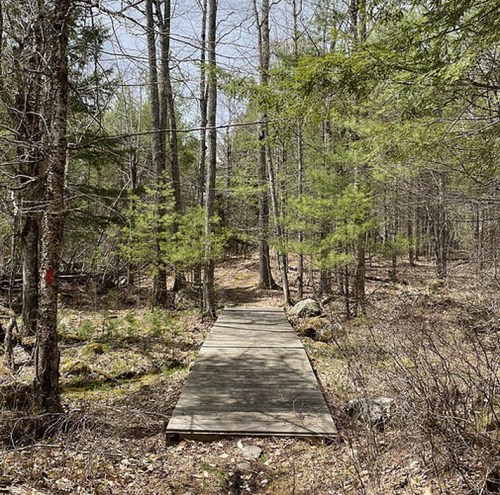 A wooden path leads through a forest of trees and shrubs, surrounded by rocky terrain and soft undergrowth.