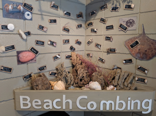 Display of beachcombing finds, including shells and coral, with labeled images on a wall above a wooden box.
