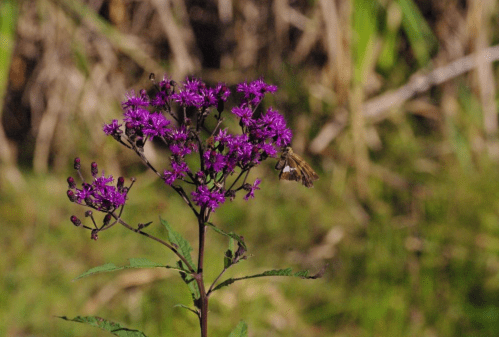 A close-up of a purple flower with a bee hovering nearby, set against a blurred green background.