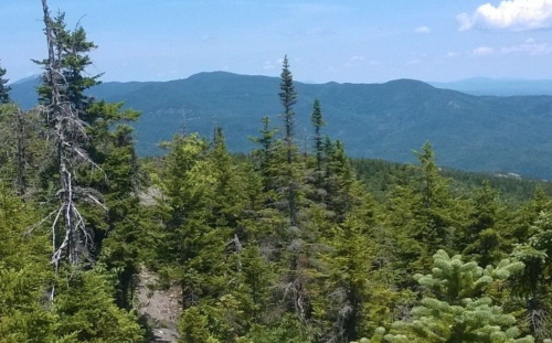 A scenic view of lush green trees and distant mountains under a clear blue sky.