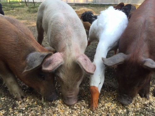 Three pigs and a goose are feeding on the ground, surrounded by other animals in a farm setting.