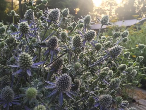 Close-up of spiky blue flowers with green buds, illuminated by soft sunlight in a garden setting.