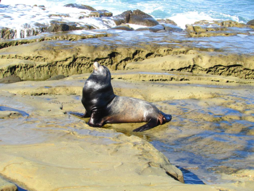 A seal resting on rocky shore, facing the sun with the ocean in the background.