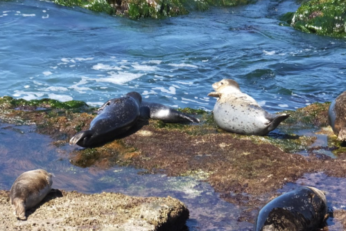 A group of seals resting on rocky shore, with water and seaweed in the background.
