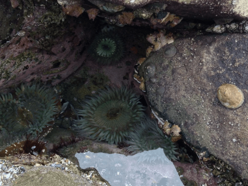 Close-up of tide pool with green anemones, rocks, and marine life in a rocky coastal environment.